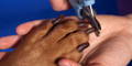 Trimming dog nails