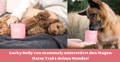 Lucky Belly von mammaly unterstützt den Magen-Darm-Trakt deines Hundes