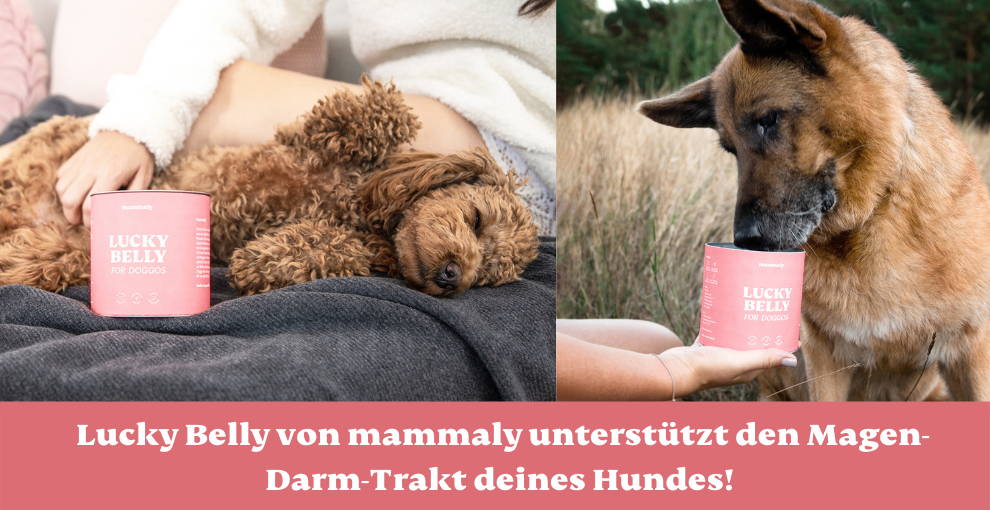 Lucky Belly von mammaly unterstützt den Magen-Darm-Trakt deines Hundes