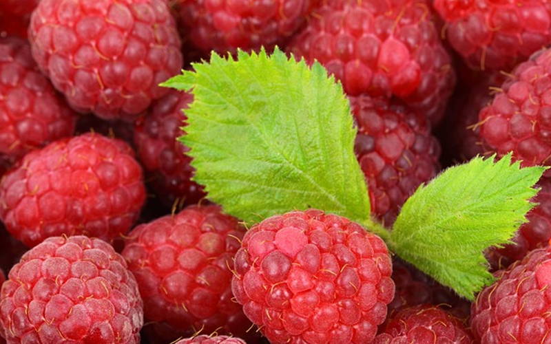 Potential Side Effects of Raspberry Ketones