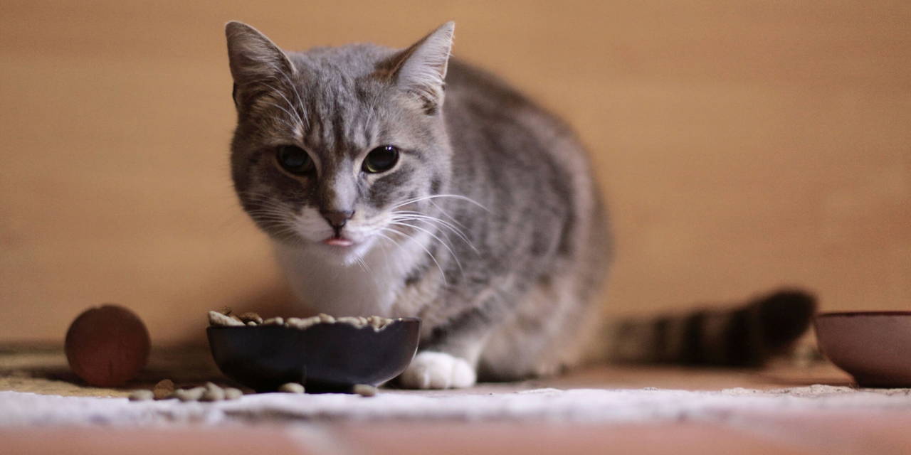 Kat eet kattenvoer