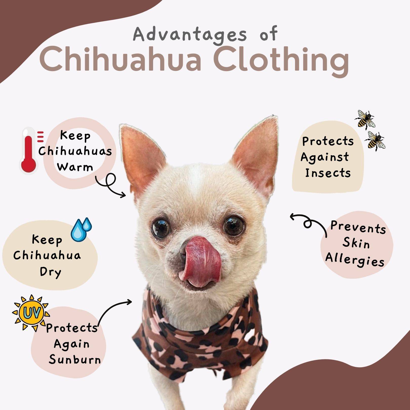 how to care for my chihuahua