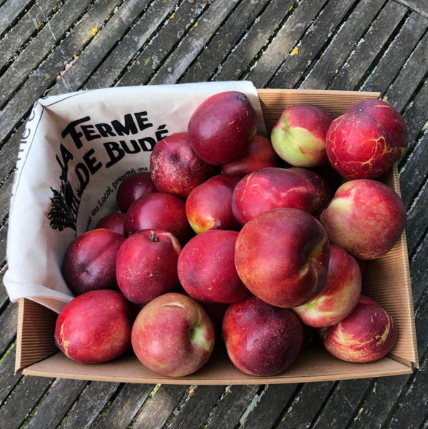 carton-de-nectarines-bio-3kg