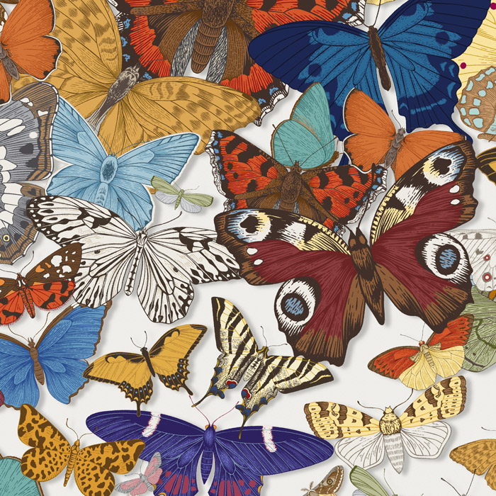 white beautiful butterfly wallpaper pattern image