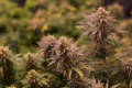 Cannabis flowers with purple leaves after defoliation