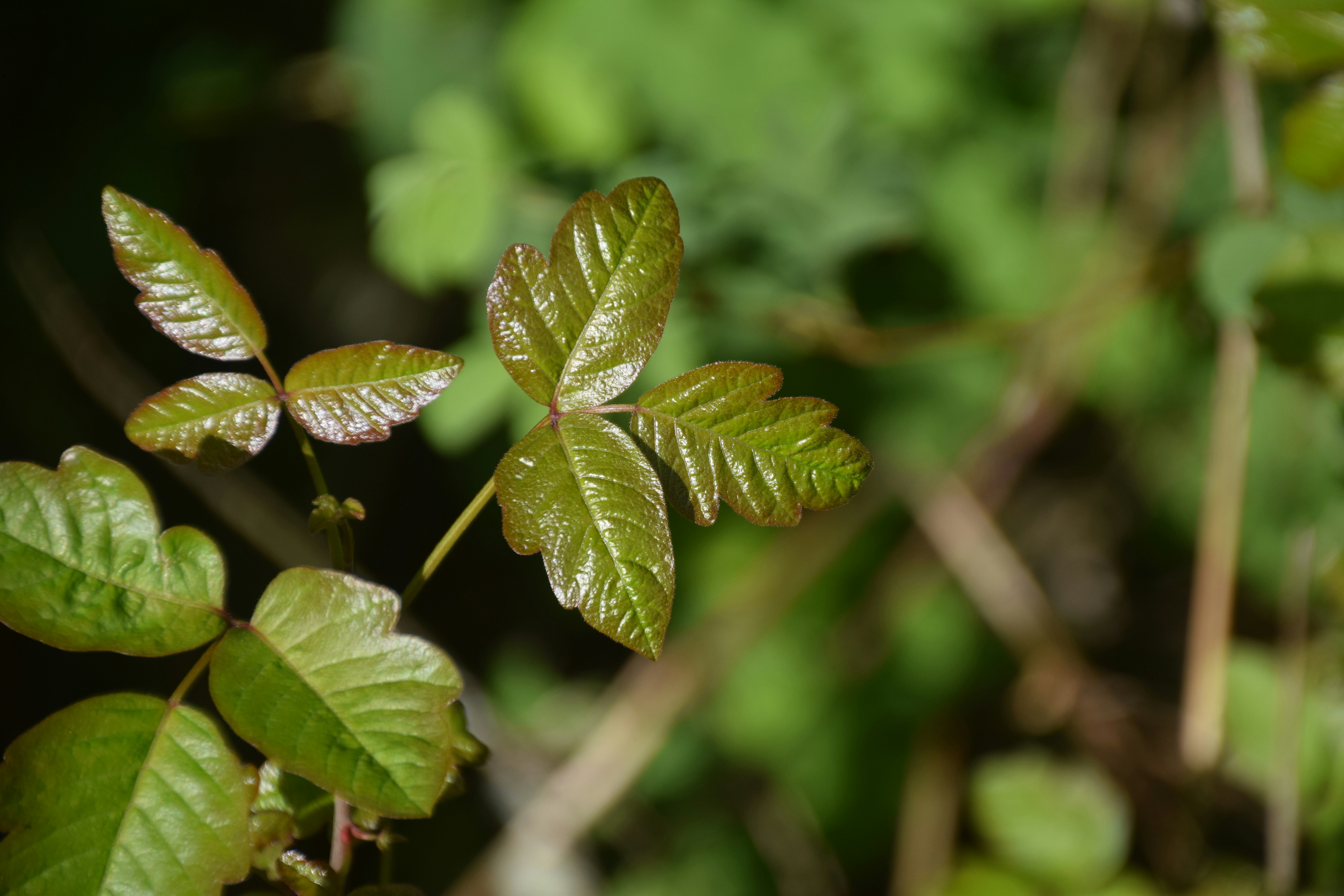 Urushiol oil gives poison oak and ivy its shiny appearance