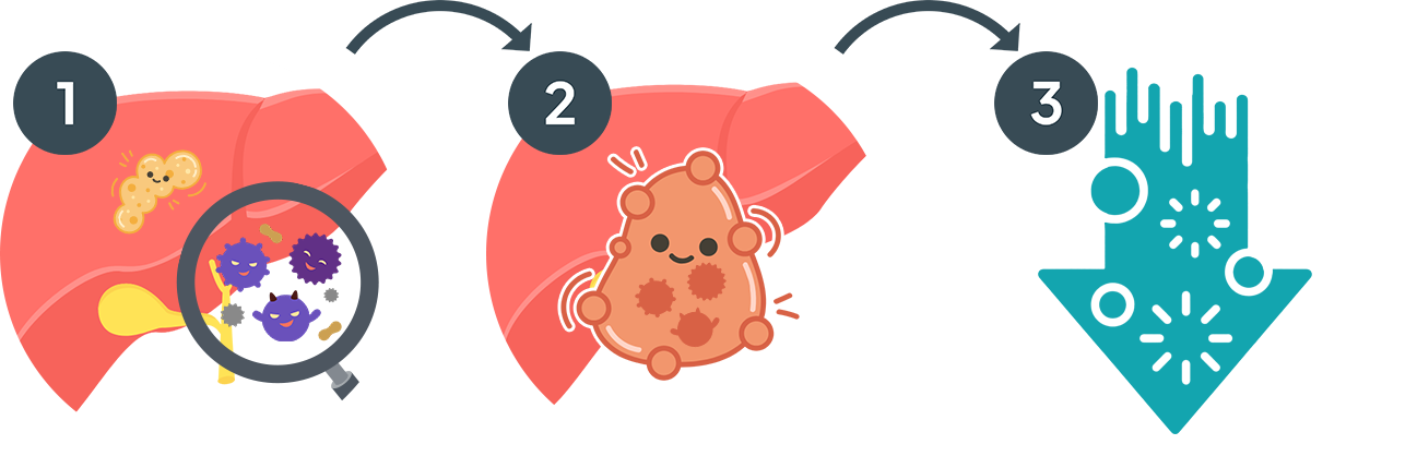 The liver showing why the best turmeric supplement singapore is best taken with curcuma