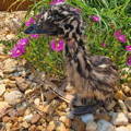 gypsy-shoals-farm-emu-chick-pink-flowers