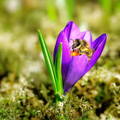 honey-bee-collecting-pollen-from-crocus