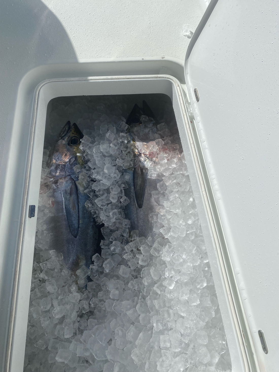 Inshore Fishing Trips — Boat Charter Destin