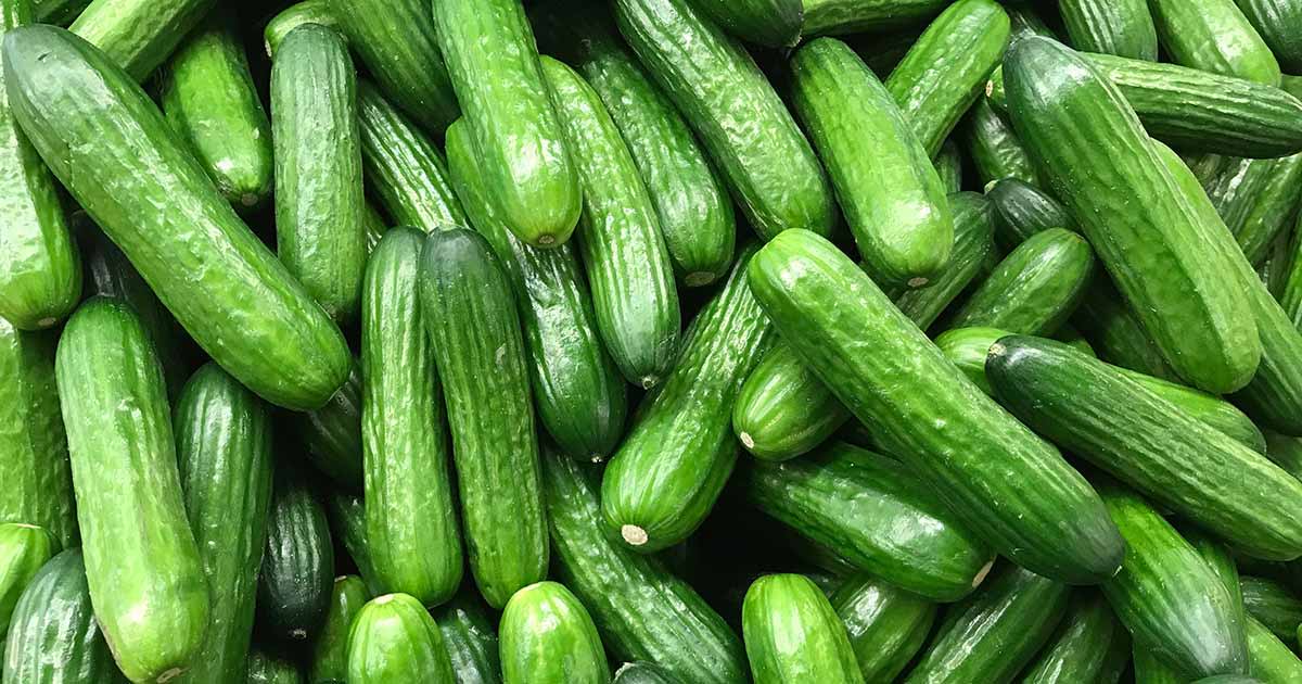 don't give too much cucumber to your dog