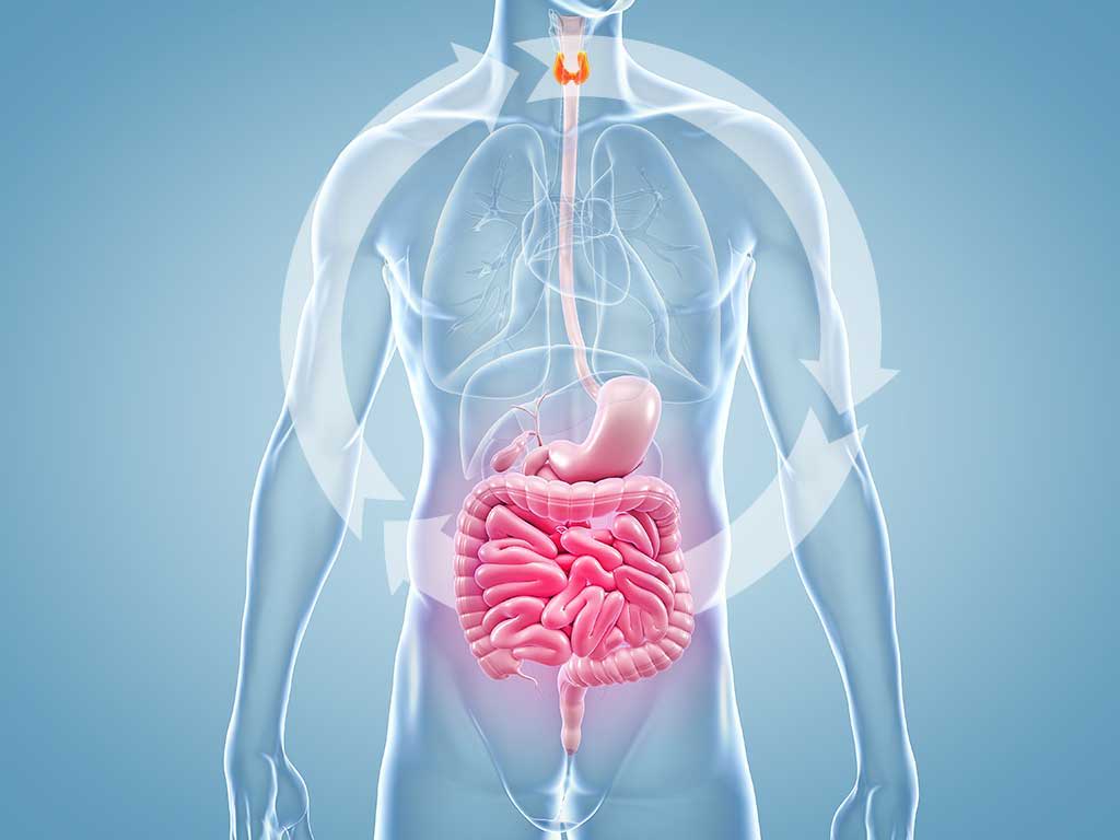 Find Your Ideal Thyroid Medication in 4 Simple Steps -