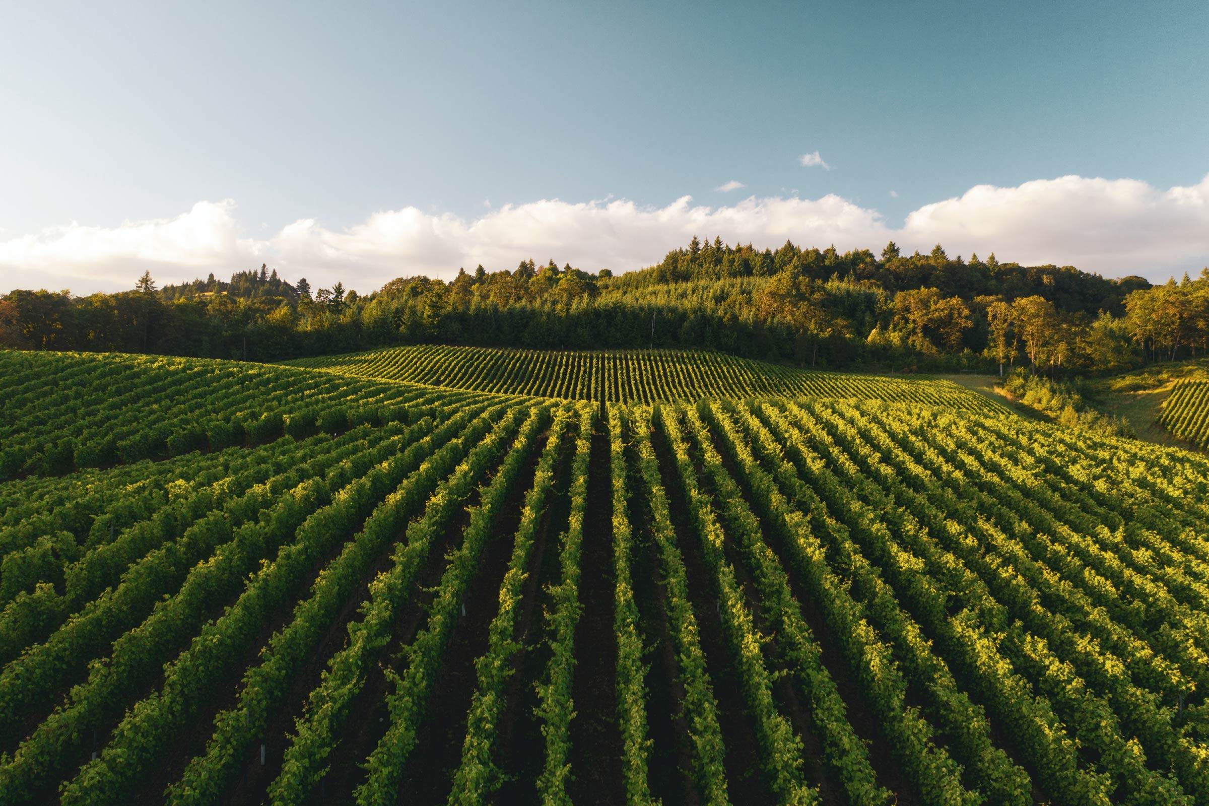 vineyard grapes wine