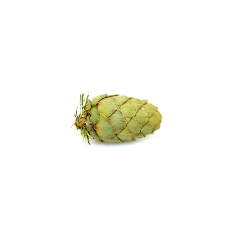 Cedarwood oil cone laying on white background