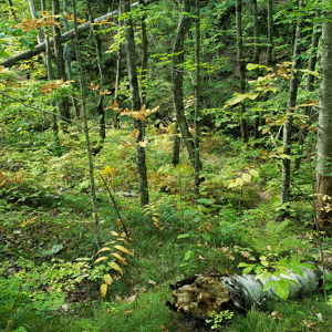 Our Grove and Garden fund
