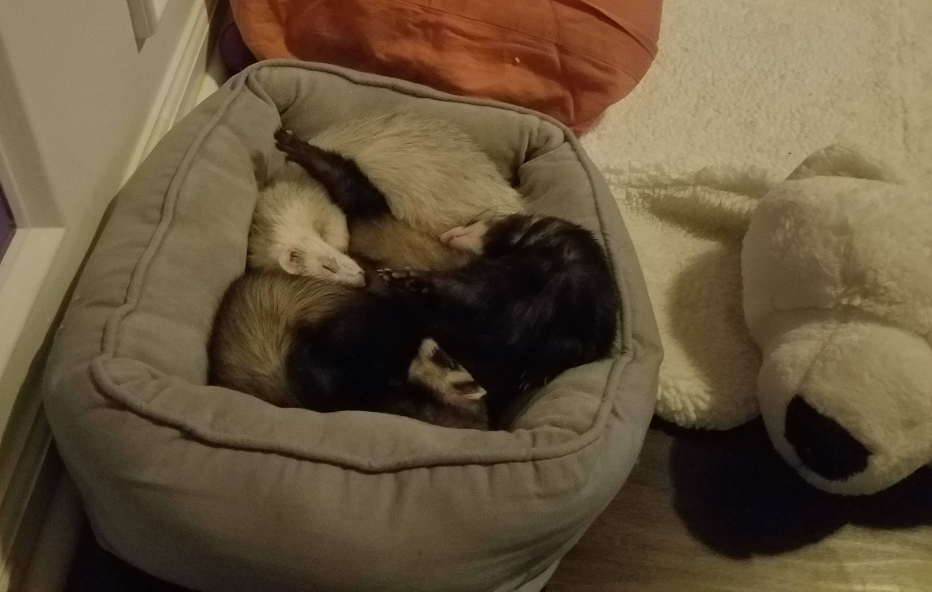three ferrets laying together