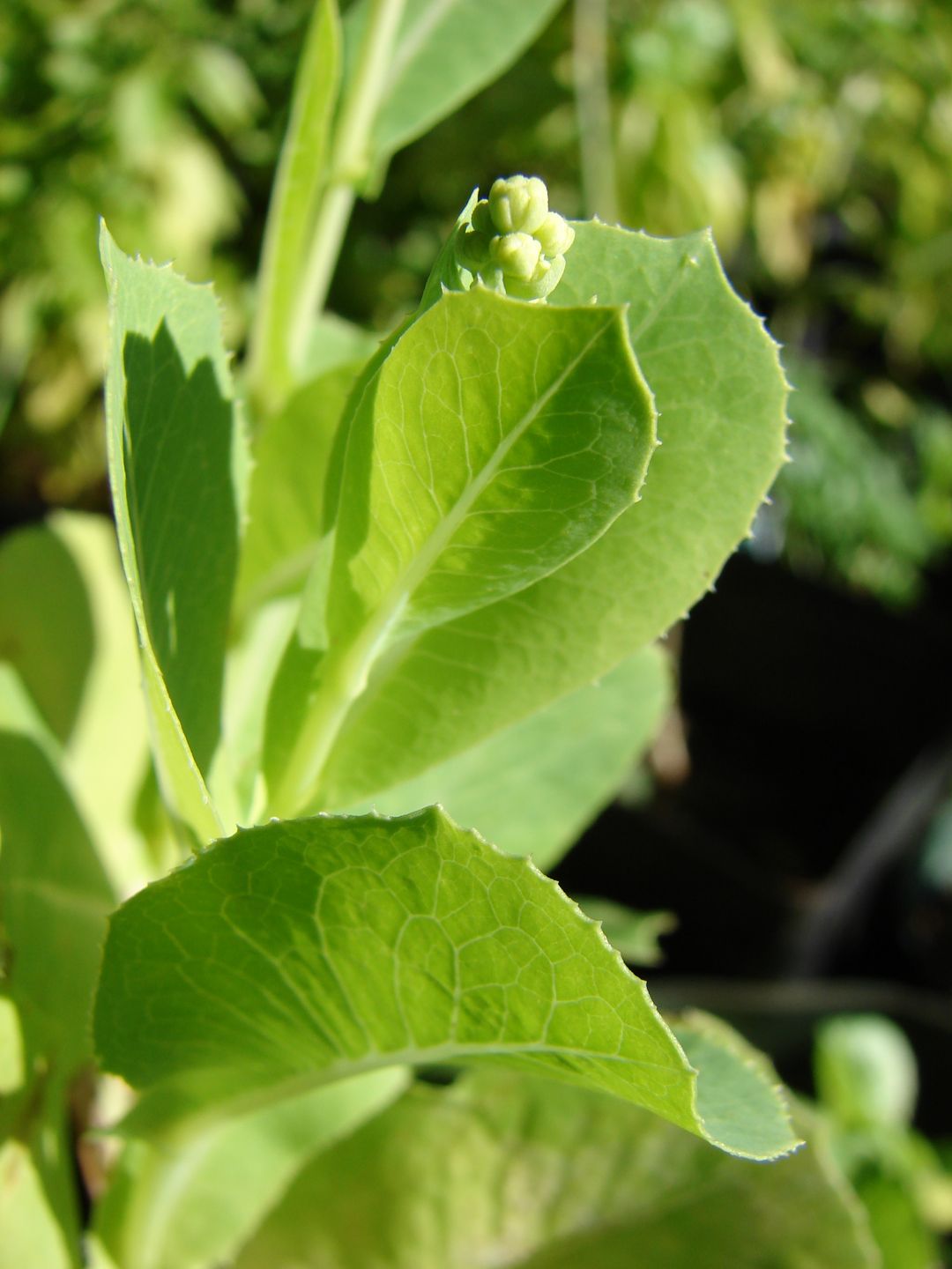 Lettuce bolting