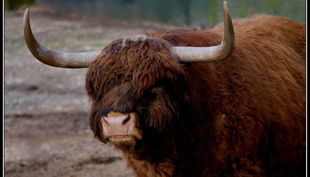 tiergarten nürnberg schottisches hochlandrind derlandschaftszoo beckmannuwe