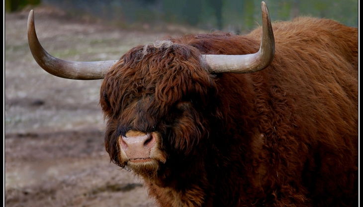 tiergarten nürnberg schottisches hochlandrind derlandschaftszoo beckmannuwe