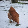 broiler-hen-foraging-in-snow broiler-hen-foraging-in-snow