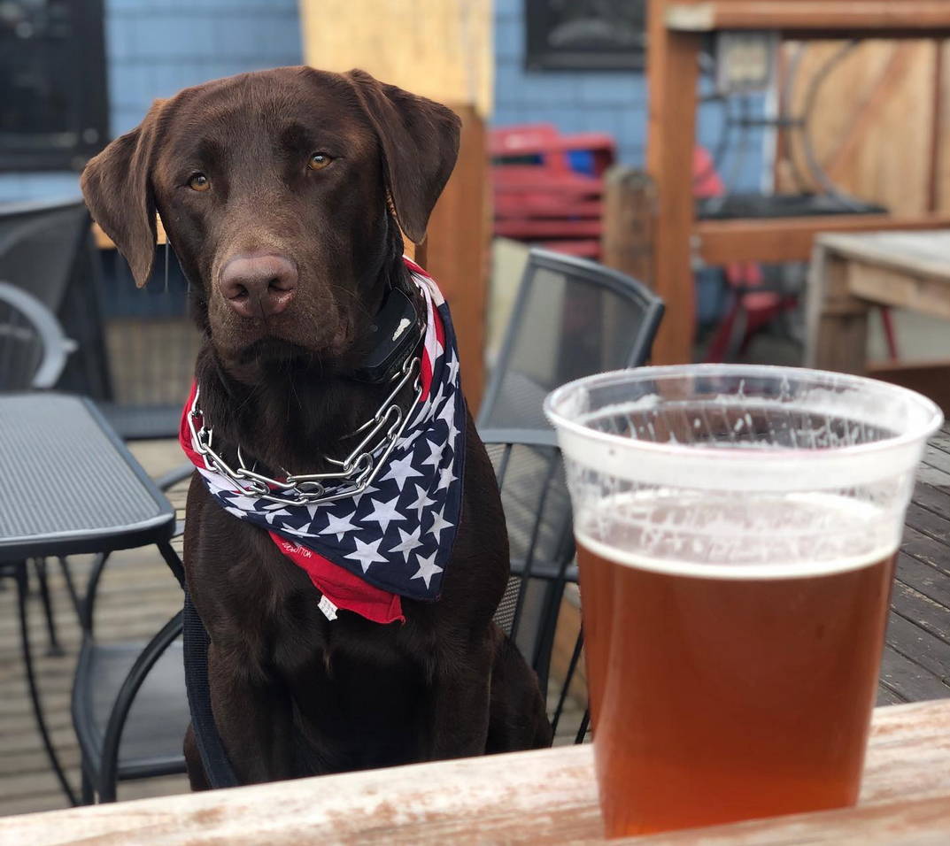 Washington Beer Passport with dog sitting on a brewery patio