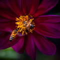 honeybees-collecting-nectar-pollen-on-flower