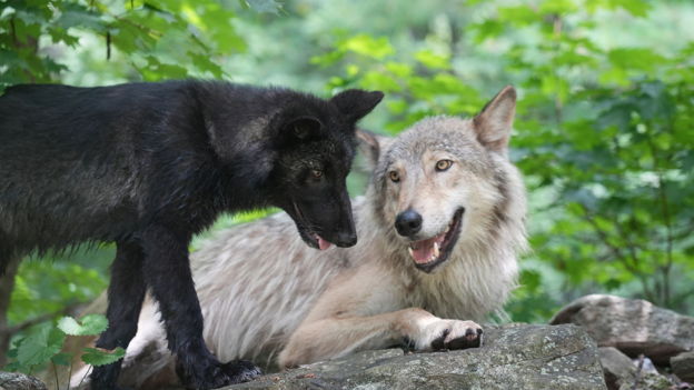 Become Part of our Pack!