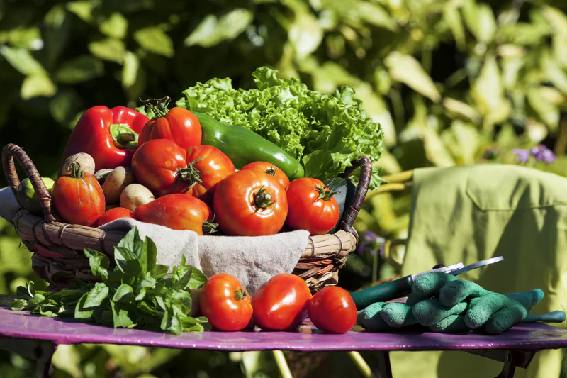 Budget-Friendly Gardening