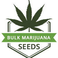 Bulk Marijuana Seeds