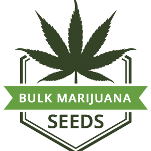 Bulk Marijuana Seeds Avatar