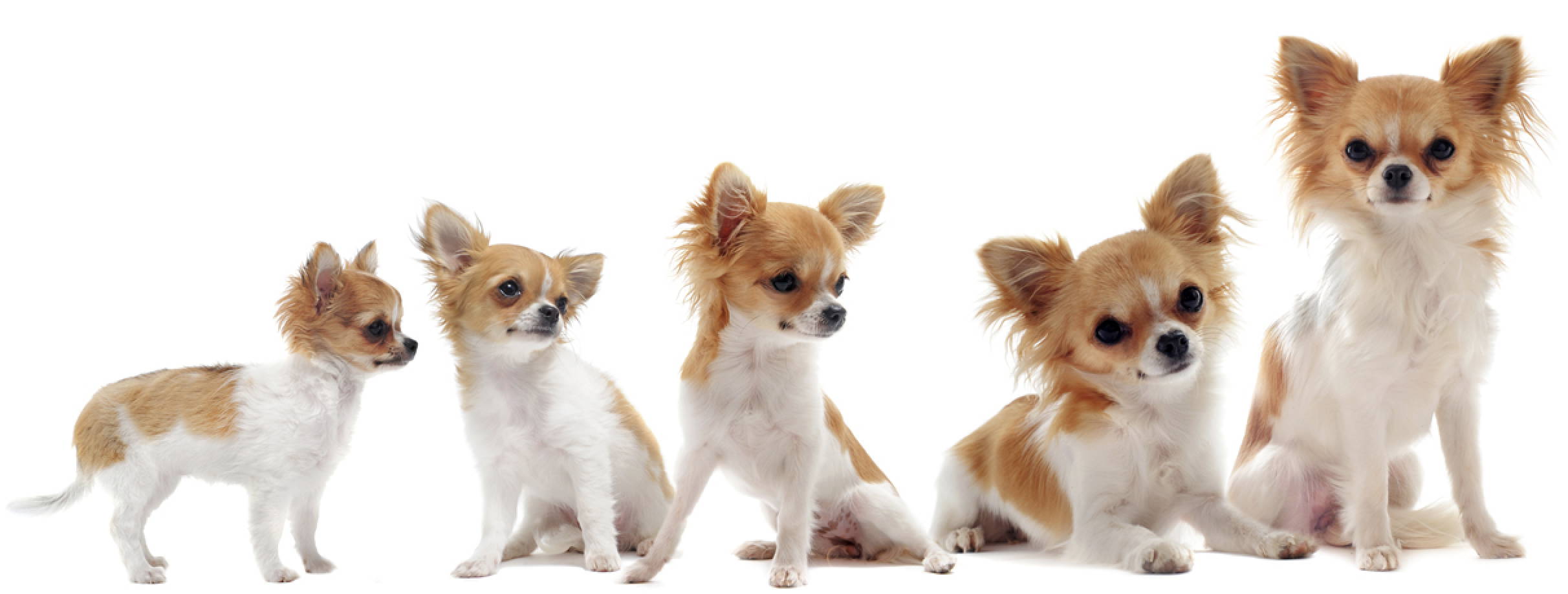 how old are chihuahuas when they stop growing