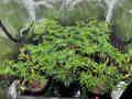 cannabis plants in the veg stage in an indoor grow tent with a trellis net over top