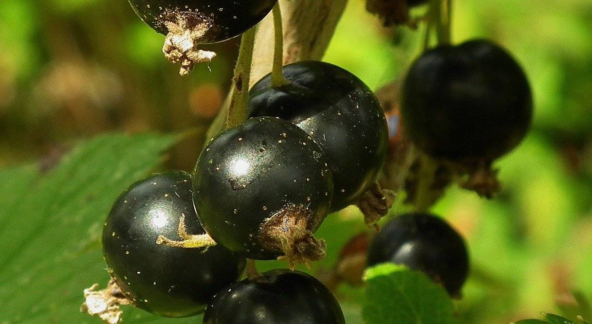 Libaneisische Weine entdecken - Rotwein Libanon 