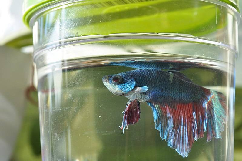 Betta Cup