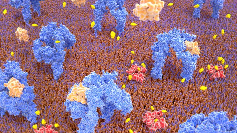 Artist illustration of insulin activating glucose transport into a cell by binding to insulin receptors