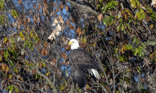 A majestic eagle with a white head and dark body perches on a branch amidst autumn trees, symbolizing freedom and strength.