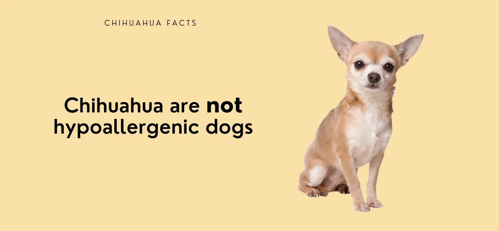 are chihuahuas hypoallergenic dogs