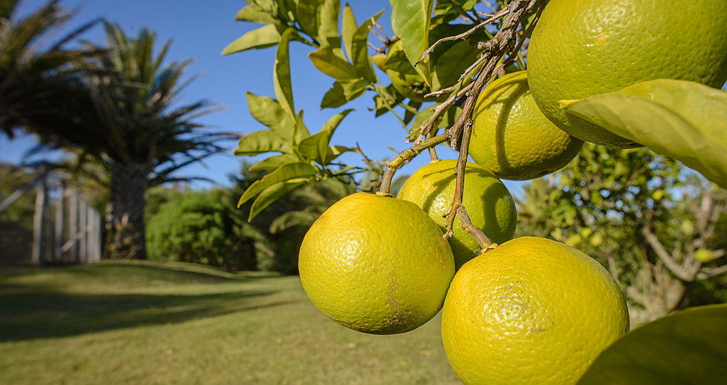  La Barra / José Ignacio
- limon blog.jpg