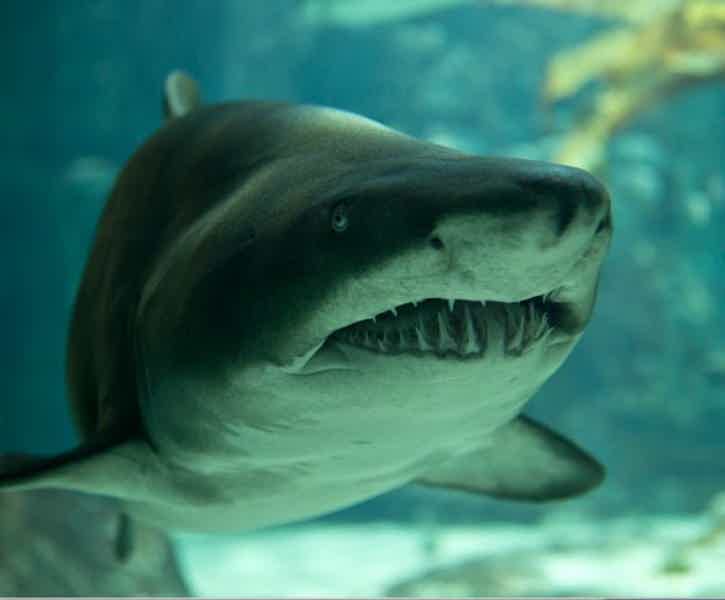 Istanbul Aquarium Florya with Transfer - photo 3