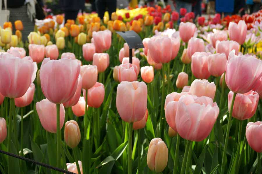 Amsterdam: Keukenhof Entry Ticket & Shuttle Bus - Flexible Return - photo 1