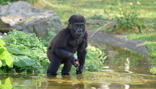 zoo krefeld baby gorilla