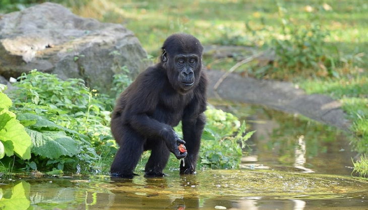 zoo krefeld baby gorilla