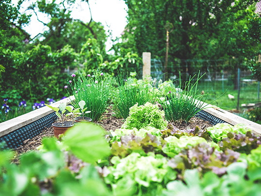 Hamburg - Lebensmittel selbst anbauen auf Balkon, Terrasse oder im eigenen Garten: Urban Gardening ermöglicht Stadtbewohnern die teilweise Selbstversorgung.