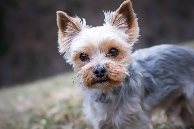 yorkie and a chihuahua mix