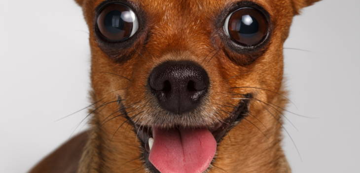 chihuahua with pink eye