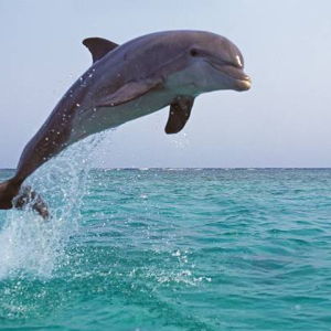 Swimming with Dolphins
