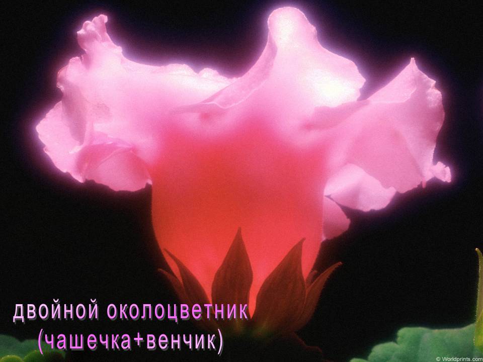 Шаг 1 – Строение цветка – Stepik