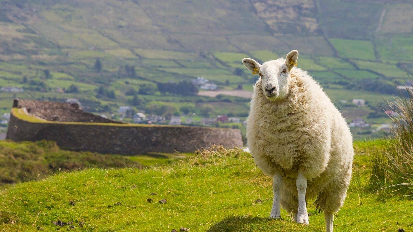 Bambina Ireland Travel Guide sheep in field with patchwork farms