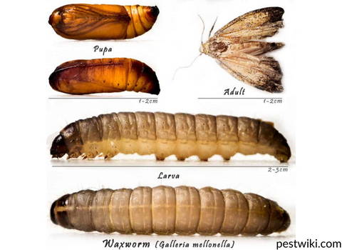 pantry_moth_lifecycle
