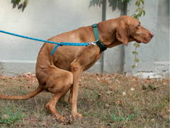 Leashed dog squatting over the grass to poop or scoot.